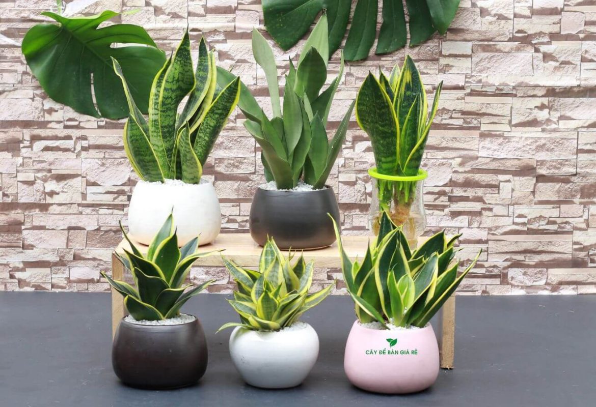 Mang Tài Lộc Vào Nhà Với Những Loại Cây Xanh Phong Thủy 2 cây lưỡi hổ
