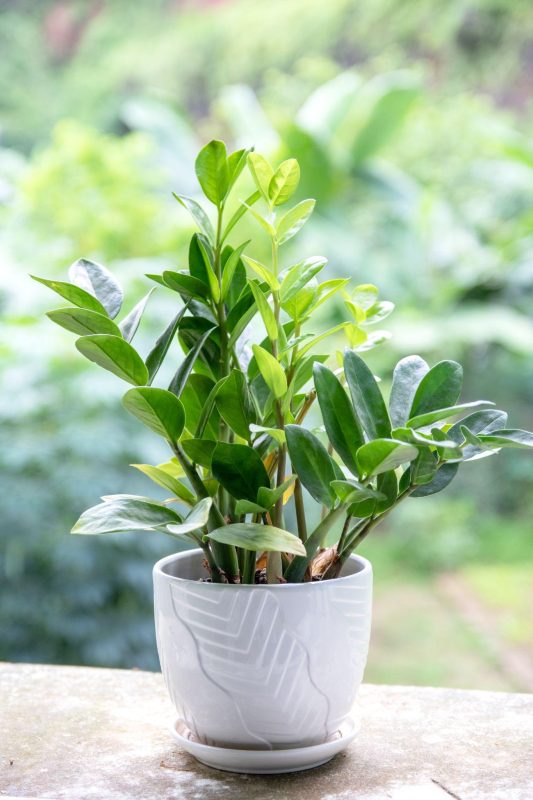 Mang Tài Lộc Vào Nhà Với Những Loại Cây Xanh Phong Thủy 1 cây kim tiền