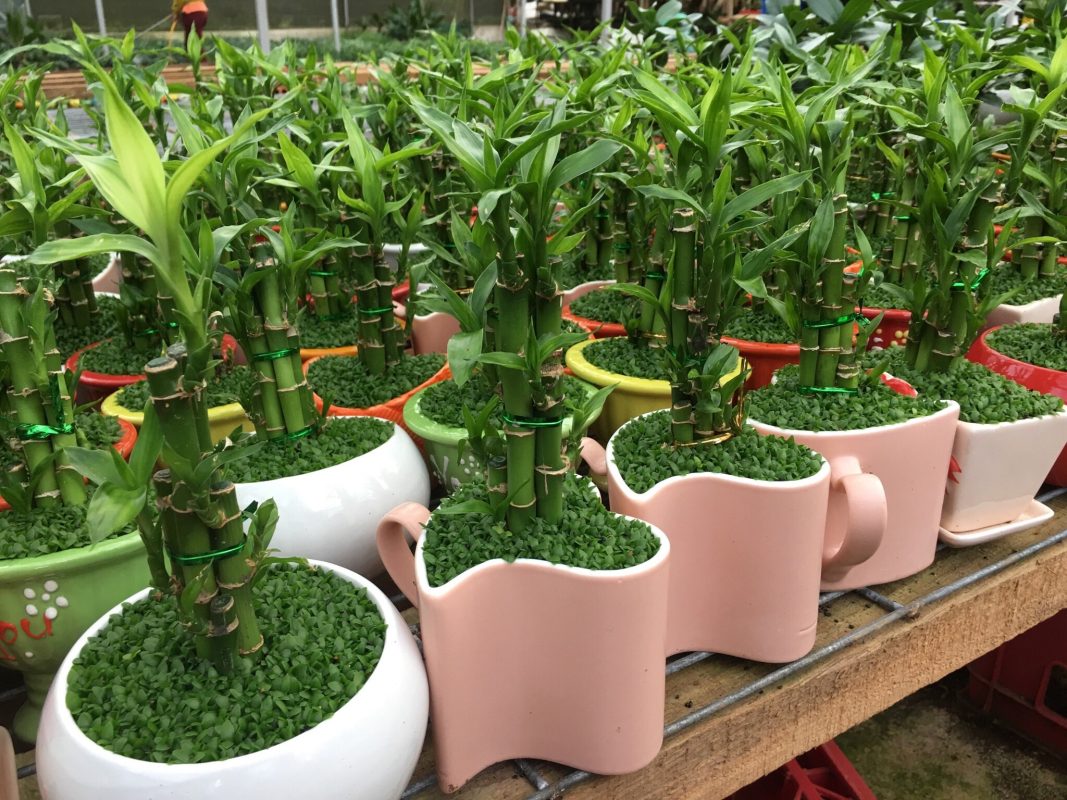 Mang Tài Lộc Vào Nhà Với Những Loại Cây Xanh Phong Thủy 4 cây trúc phát lộc